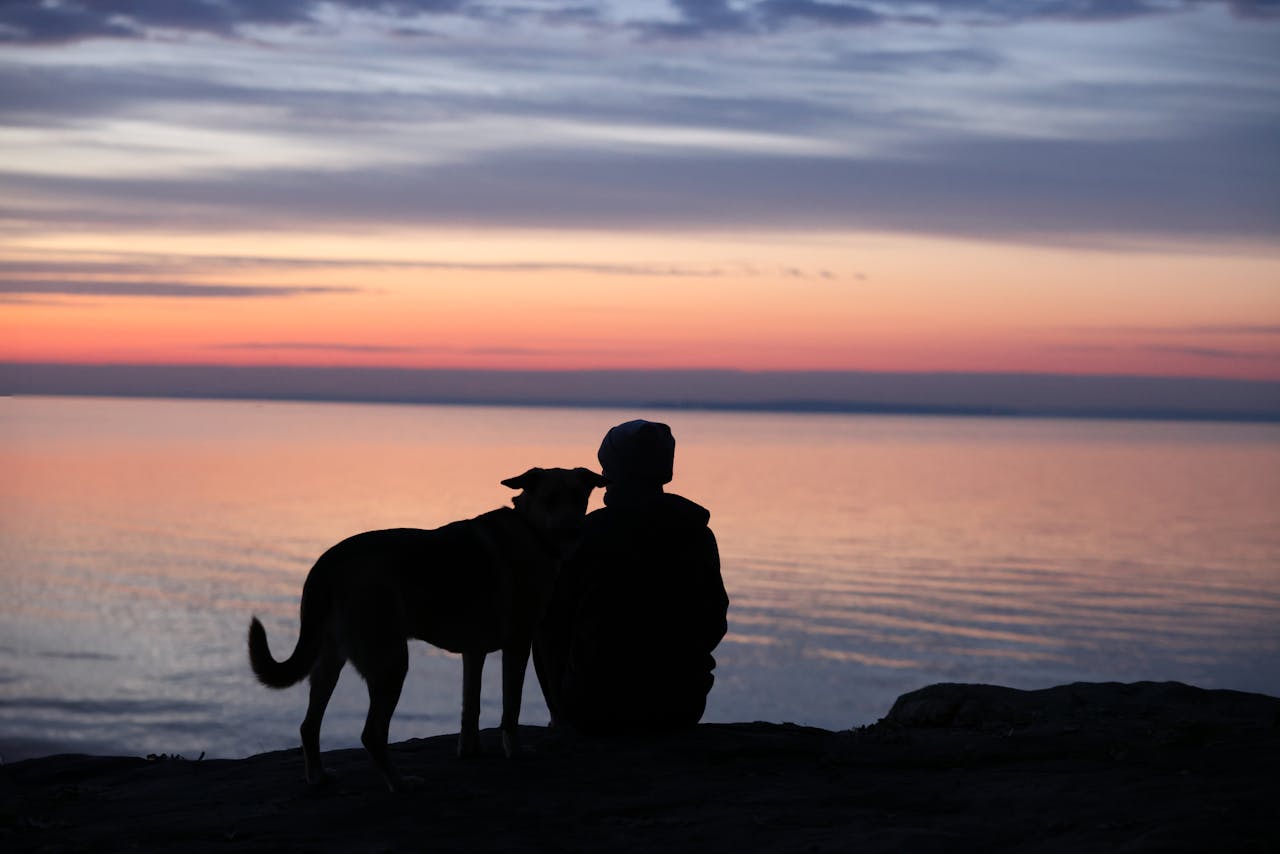 Dog on beach holidays