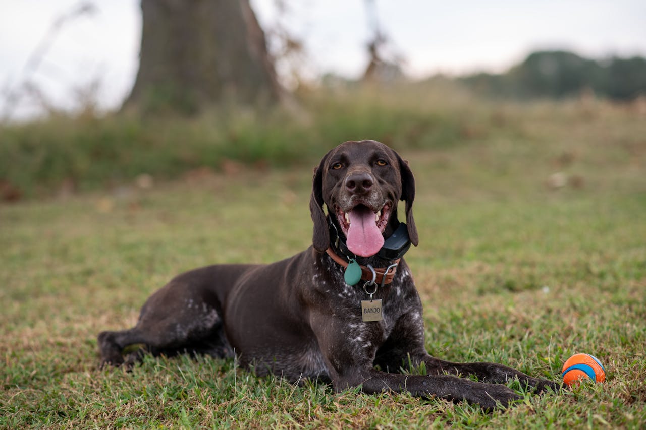 Dog on holidays in France field